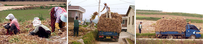 Korea-Goheunggun-Garlic harvest and transport.jpg