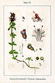 Thymus serpyllum Sturm57.jpg