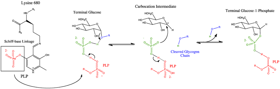 Catalytic Site Mechanism